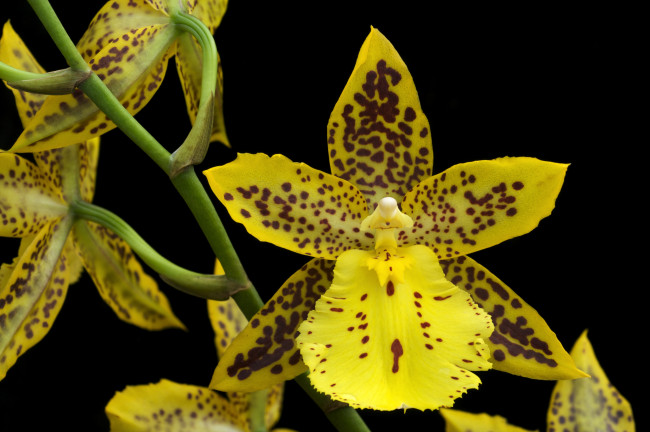 Обои картинки фото цветы, орхидеи, пятнистый, желтый, экзотика