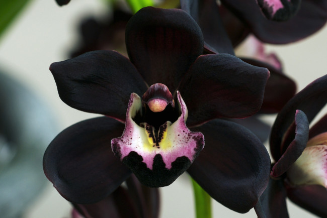 Обои картинки фото цветы, орхидеи, черный, экзотика