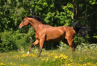 Картинка животные лошади гнедой