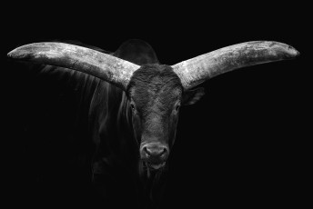 Картинка животные коровы +буйволы рога