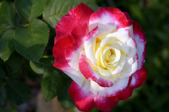 Картинка цветы розы макро пестрый