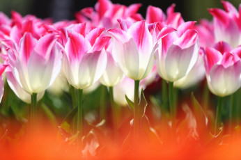 Картинка цветы тюльпаны свет