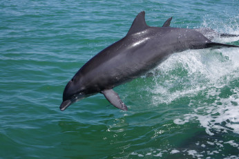 Картинка животные дельфины прыжок