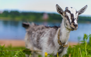 Картинка животные козы лето природа