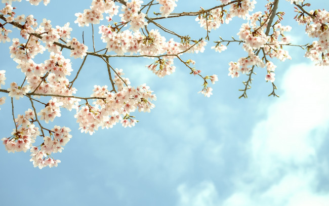 Обои картинки фото цветы, сакура,  вишня, дерево, цветение, фруктовое, ветки, небо