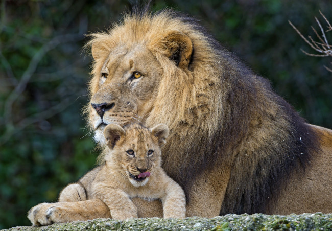 Обои картинки фото животные, львы, сын, отец