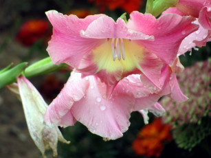 Картинка цветы гладиолусы капли