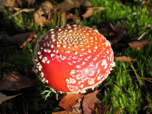 Картинка природа грибы +мухомор осень