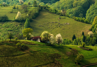 Картинка природа поля весна дома лес овцы отара холмы утро
