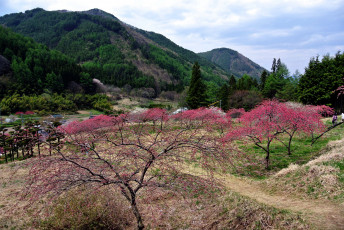 Картинка природа пейзажи цветущие деревья горы