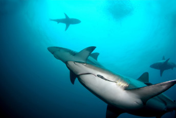 Картинка shark животные акулы море рыбы хищник акула