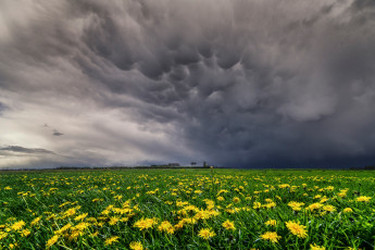 Картинка природа луга весна май небо вымеобразные облака луг поле желтые цветы одуванчики