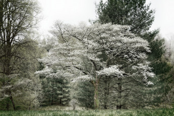 Картинка природа парк весна деревья