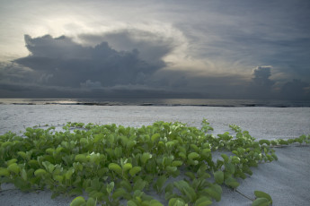 Картинка природа побережье море берег песок растение облака небо