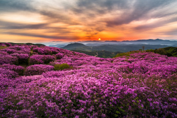 Картинка природа восходы закаты корея утро солнце горы холмы туман цветы