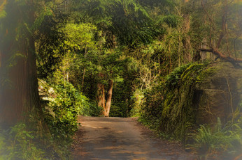 Картинка природа дороги тропа лес