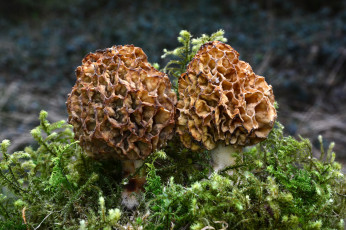 Картинка природа грибы сморчки