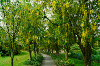 Картинка природа парк дорожка аллея деревья