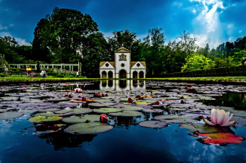 Картинка природа парк озеро водяные лилии