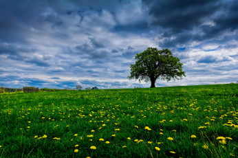 Картинка природа поля поле трава дерево