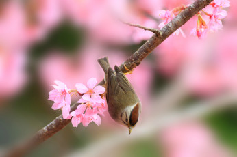 Картинка животные птицы сакура ветка птица юхина весна
