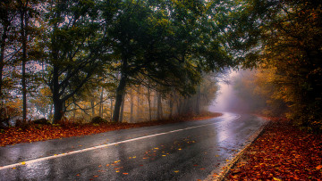 Картинка природа дороги шоссе лес осень