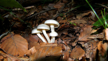 Картинка природа грибы листья лес