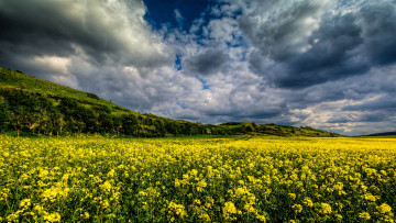 Картинка природа поля поле трава цветы
