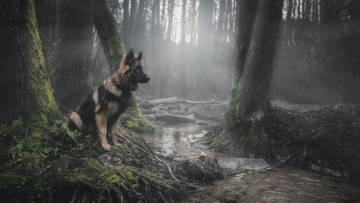 Картинка животные собаки лес деревья ручей собака сидит