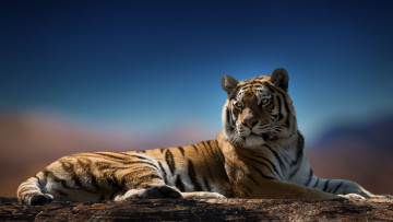 Картинка животные тигры взгляд окрас хищник тигр