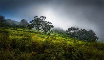 Картинка природа пейзажи туман трава деревья