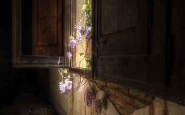 Картинка цветы глициния окно ставни