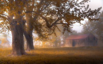 Картинка природа деревья туман дом