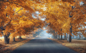 Картинка природа дороги туман дорога деревья