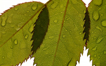 Картинка природа листья капли макро