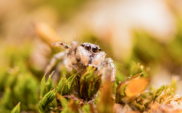 Картинка животные пауки паук трава природа