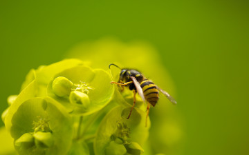 Картинка животные пчелы +осы +шмели пчела цветок макро