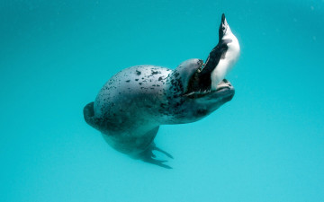 Картинка животные разные+вместе охота морской лев нападение пингвин