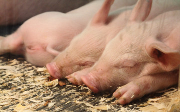 Картинка животные свиньи +кабаны поросята хлев спит