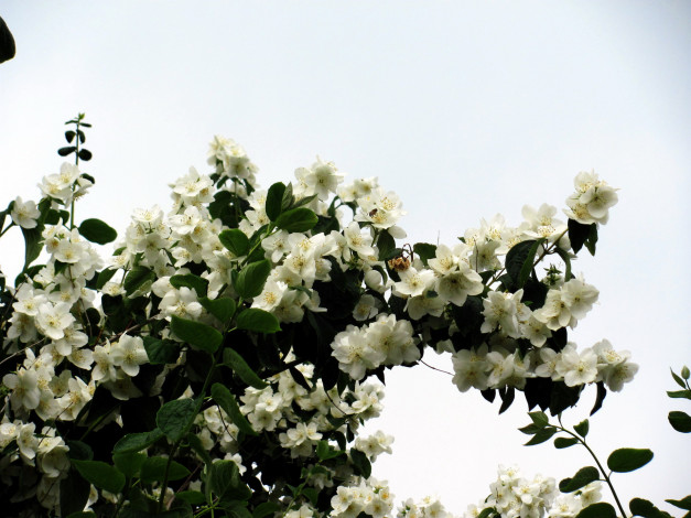 Обои картинки фото цветы, жасмин, белый