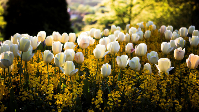 Обои картинки фото цветы, разные вместе, луг, весна, белые, тюльпаны