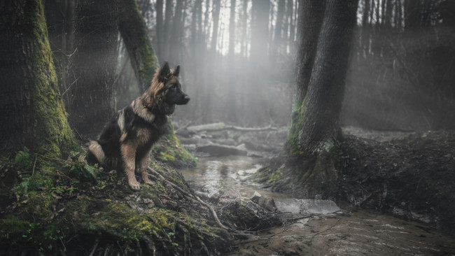 Обои картинки фото животные, собаки, лес, деревья, ручей, собака, сидит