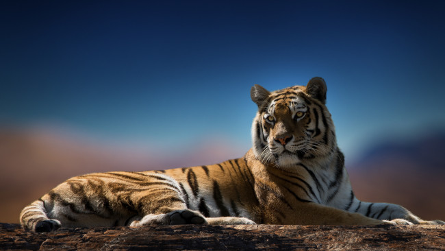 Обои картинки фото животные, тигры, взгляд, окрас, хищник, тигр