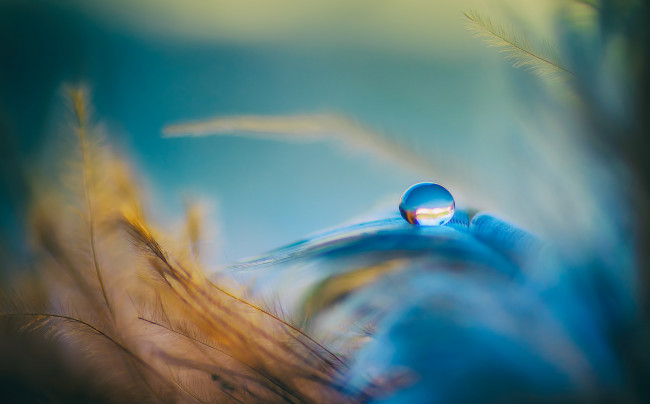 Обои картинки фото природа, макро, вода, оранжевый, голубой, перья, капелька
