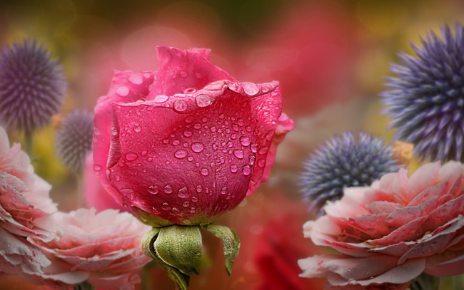 Обои картинки фото цветы, разные вместе, природа, роза
