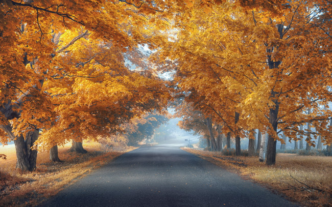 Обои картинки фото природа, дороги, туман, дорога, деревья