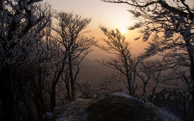 Обои картинки фото природа, восходы, закаты, зима, пейзаж, деревья, утро