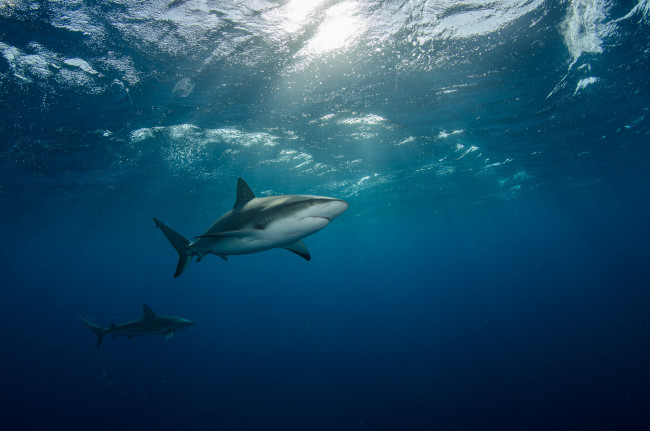 Обои картинки фото животные, акулы, две, плывут, под, водой, море, лучи, света
