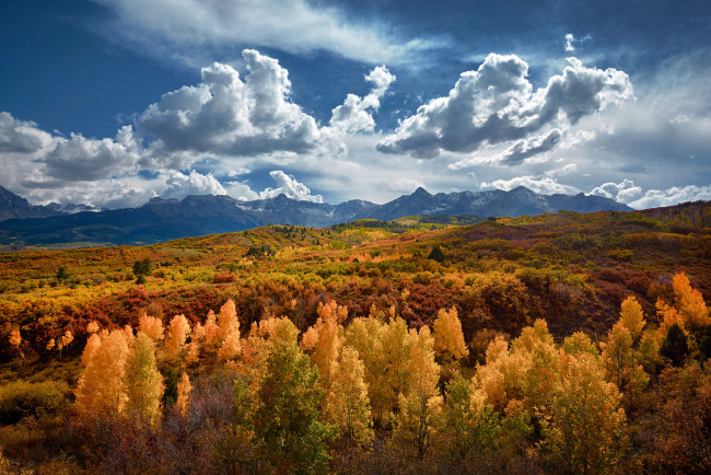 Обои картинки фото природа, лес, сша, штат, колорадо, горы, осень, золотой
