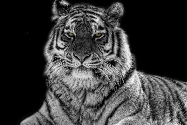 Обои картинки фото животные, тигры, глаза, хищник, черно-белый, тигр